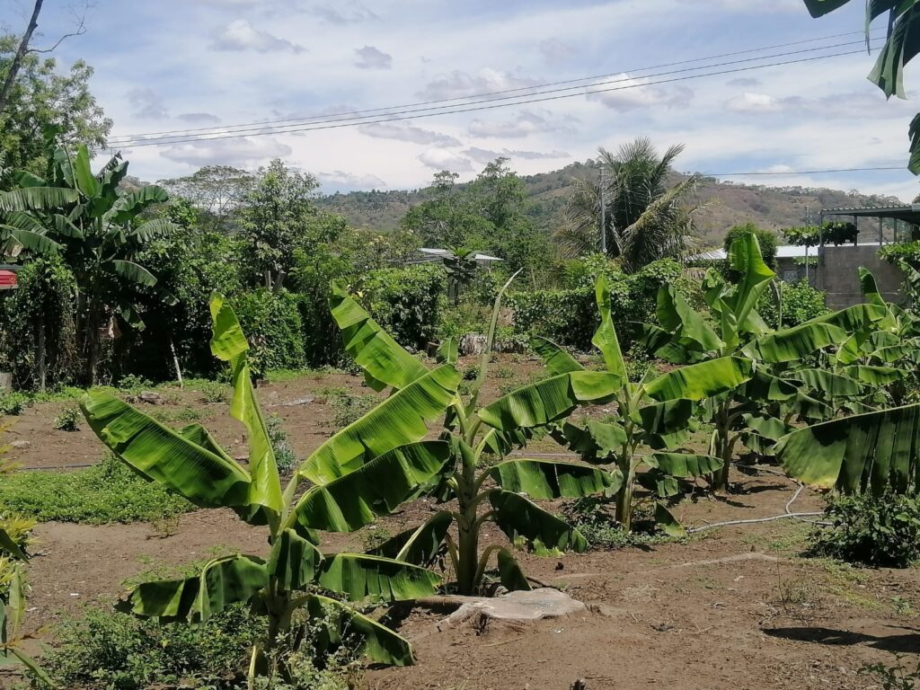 3 Lotes- Colonia Tecpan