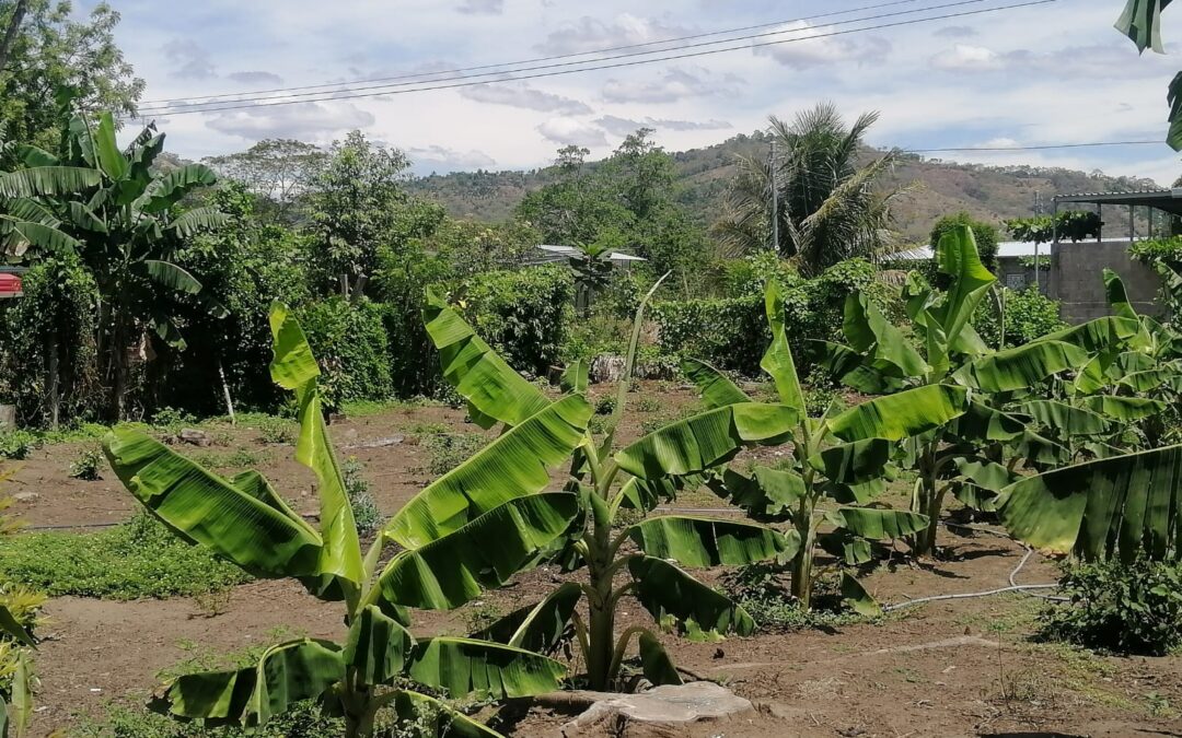 3 Lotes- Colonia Tecpan